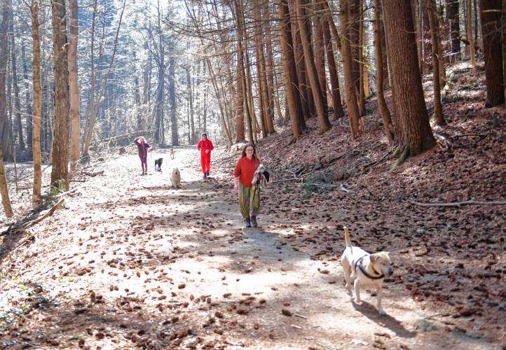 Making good use of a warm winter day in Temple Woods in Greenfield, these canines and their humans walk among the pinecones blown down amid the recent high winds. 