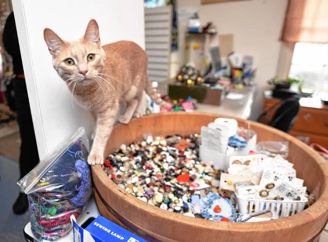 Resident feline Pockets Jacquard walks along a bowl of buttons at The Stash House in Turners Falls.