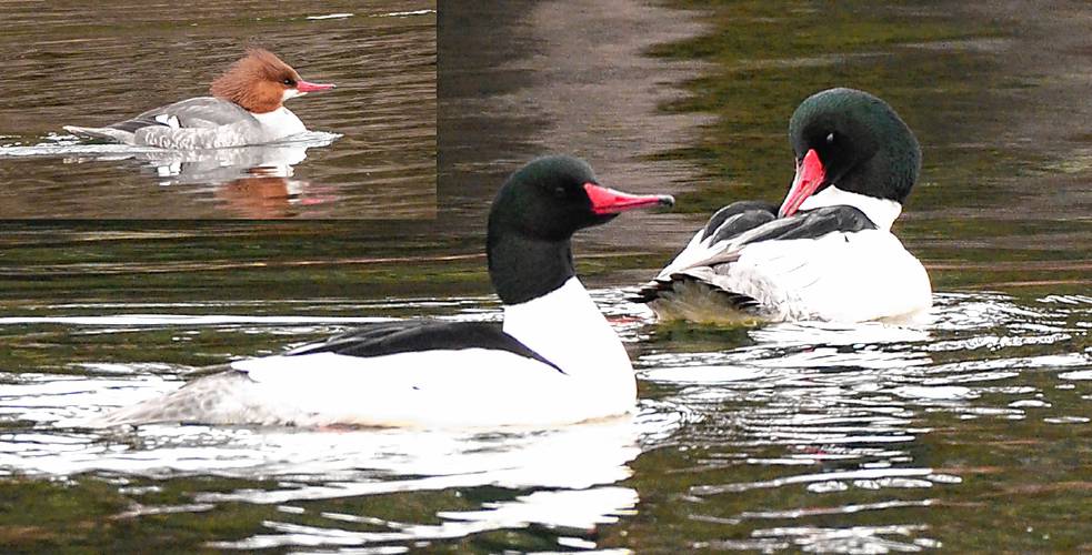 Two male common mergansers, below, relax on the pond while I take photos from behind a nearby tree. Note, the subtle green on the tops of their heads. Insert: This female common merganser has quite a different look, but the red bill gives her away.