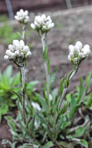 Pussytoes (antennaria) are low-growing plants that send up distinctive white flowers in May. The plant is a significant host for the American Lady butterfly (Vanessa virginiensis).