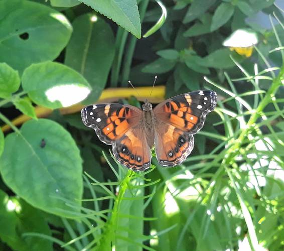 In an era when insects are on the decline, Jocelyn Demuth wants children to have opportunities to observe and protect beneficial critters like the American Lady butterfly, pictured here, and to learn why insects are crucial to the overall health of our planet.