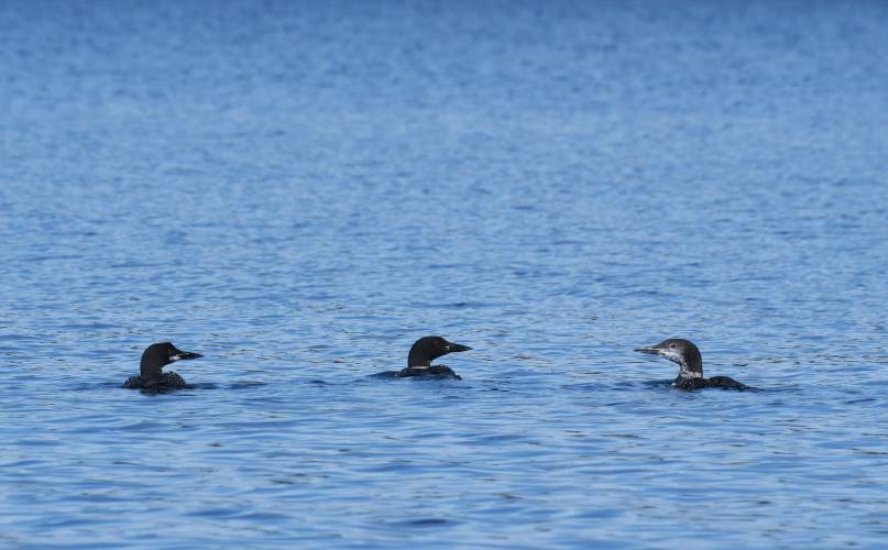 Two adult and one immature loons surface between dives in the Quabbin Reservoir near Gate 31 in New Salem.