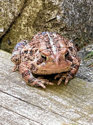 Jack Tulloss spotted this little toad with a big personality in the woods in Belchertown.