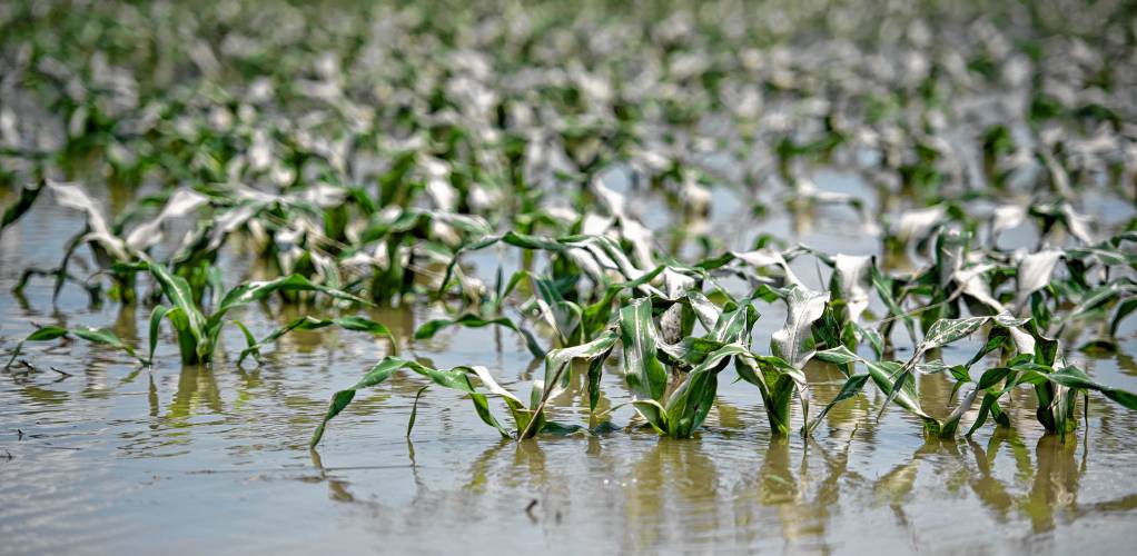 Corn in standing water after the field was flooded off Aqua Vitae Road in Hadley.
