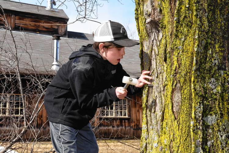 Miles Williams, 10, taps a maple tree outside his family’s sugarhouse last week.