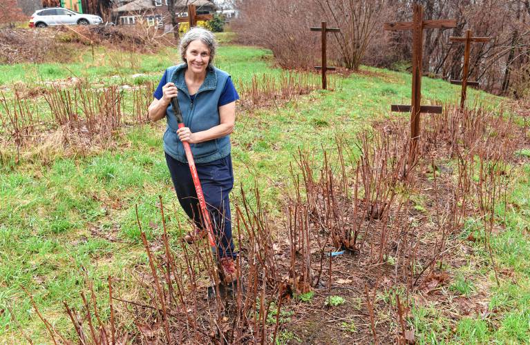 Julia Godfrey with some raspberry plants in an orchard on Wilde Road in Shelburne Falls that are being moved to town land at Veterans’ Field in Buckland.