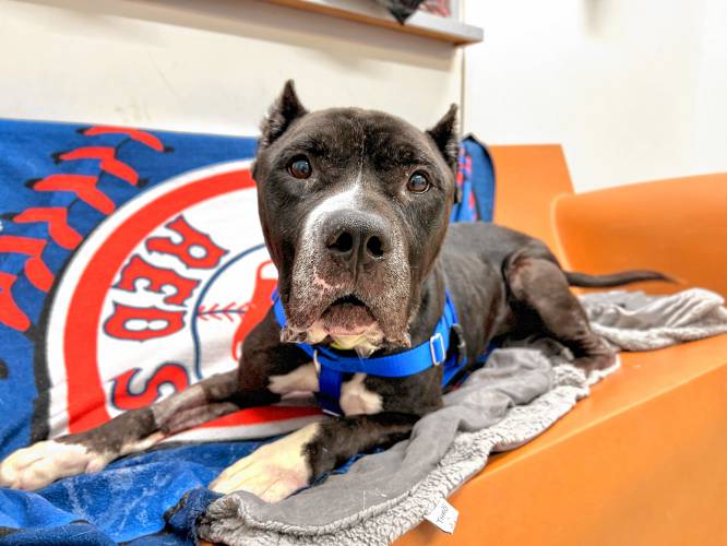 Conrad, a 5½-year-old pit bull mix from Greenfield, is in the care of the Massachusetts Society for the Prevention of Cruelty to Animals.