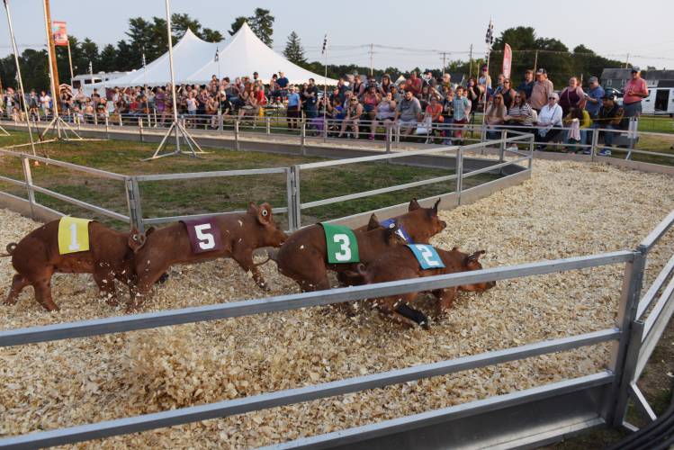 The crowd-favorite racing pigs zip around the track at the 2022 Franklin County Fair. The 174th annual fair will be held Thursday through Sunday.