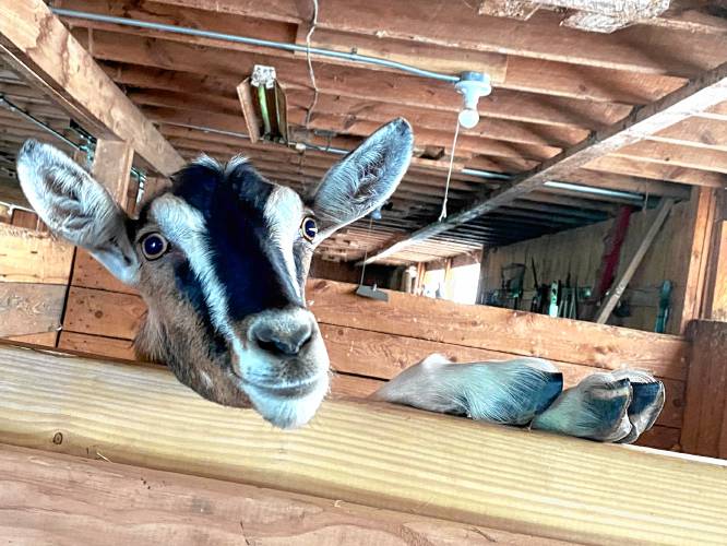 A happy goat at the Travers homestead. “The goats changed everything and took our food harvesting to a whole new level because of the dairy,” Peggy Travers says.
