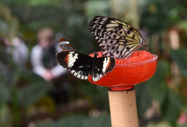Butterflies at a feeding station at Magic Wings Butterfly Conservatory in South Deerfield. The Travel Club offered by the Bernardston and Northfield senior centers will head to Magic Wings Butterfly Conservatory and have lunch at Wendy’s on Wednesday, Jan. 24, at 10 a.m.