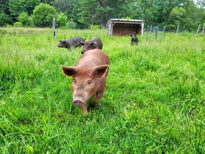 “We try to take the best care of the animals as possible,” Crooked Trail Farm Co-Owner Erica Goulding says. “A healthy animal in its proper environment is best for them and for us.”