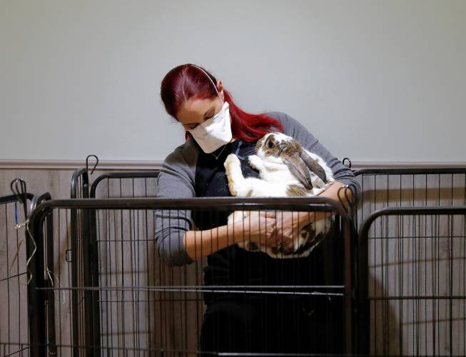 Western Mass Rabbit Rescue President Jordana Starr retrieves Strudel from her pen to be adopted on a recent Saturday afternoon in Northampton.