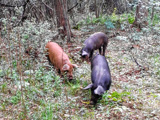 Heritage mix breed pigs at Crooked Trail Farm in Orange.