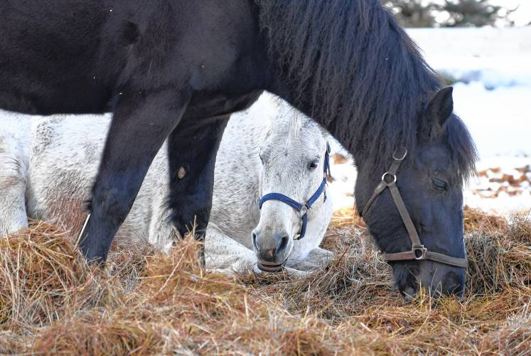 Two horses, one lying down, munch on hay at Crimson Acres Equestrian Center in Orange.  