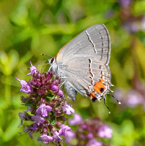 The thin line of black and white “dashes” across the wings are the feature for which the name “hairstreak” is given.