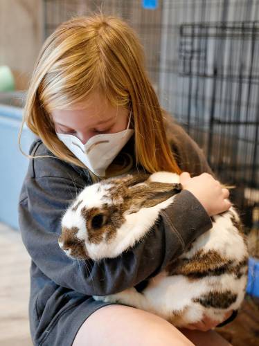 Abby Thompson, 8, holds Strudel for the first time before adopting her at the Western Mass Rabbit Rescue in Northampton.