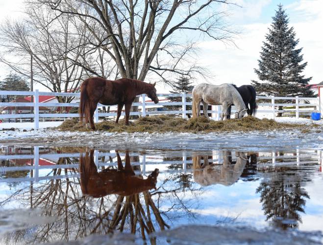 Horses are reflected in standing water as they munch on hay at Crimson Acres Equestrian Center in Orange.
