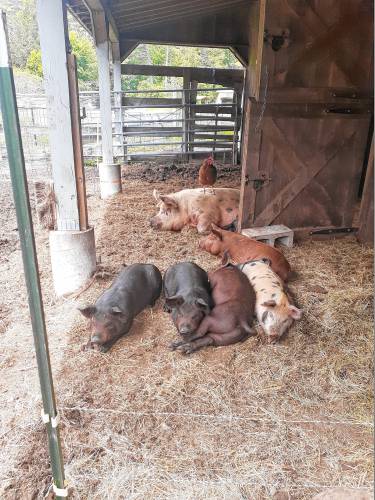 Sleepy pigs at Crooked Trail Farm in Orange.