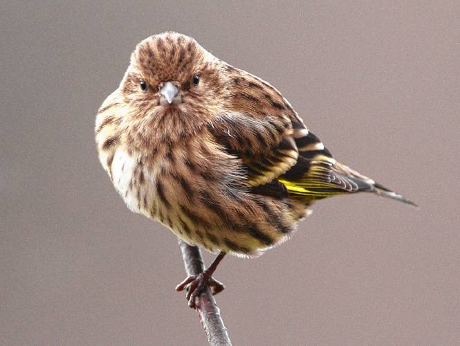 The beautiful pine siskin is a small bird with a streaked breast reminiscent of a house finch, but a hint of yellow that might suggest an American goldfinch – and an amazing species for anyone’s November list.