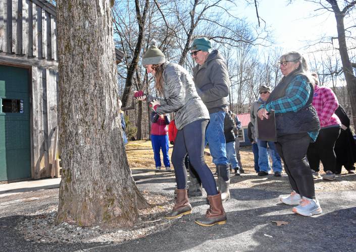 Massachusetts Department of Agricultural Resources Commissioner Ashley Randle uses a brace and bit to drill a ceremonial tap hole in a maple tree outside Milt and Robin Severance’s sugarhouse in Northfield on Friday morning.  