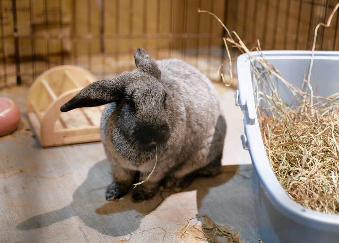 Euripides munches on some hay in her pen at Western Mass Rabbit Rescue on a recent Saturday afternoon in Northampton.