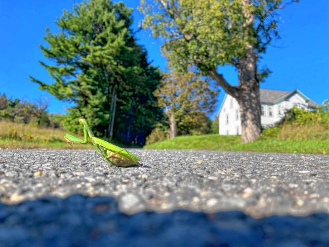 David P. Doyle of Ashfield took this photo of a praying mantis across the street from Swift River on South Street in Cummington on Nov. 15.
