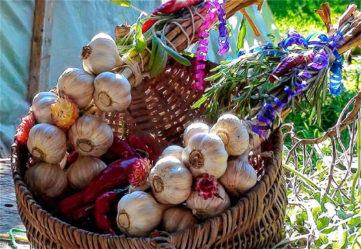 Many local growers find that garlic makes for great gift-giving, especially when spruced up with ribbons, herbs, dried flowers, and other seasonal decor.