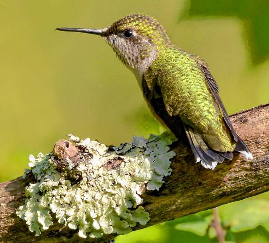 This photo of an immature ruby-throated hummingbird was the breakout superstar of the entire year. Somehow, this image went national and was seen by tens of thousands of people across the country. 