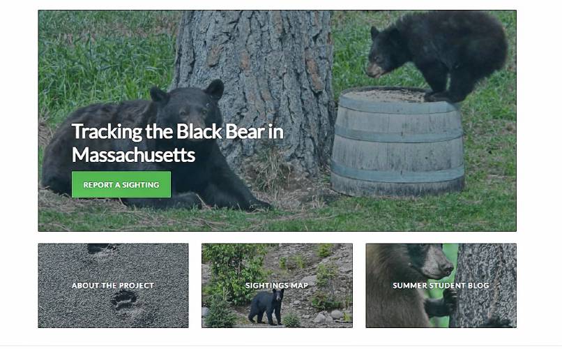 MassBears — a research project in collaboration with the state Division of Fisheries and Wildlife, the Massachusetts Cooperative Fish and Wildlife Research Unit, Amherst College and University of Massachusetts Amherst — includes an interactive website that aims to estimate population size and distribution, and to provide other information about bear movement and conflict with humans. At least 1,300 sightings have been submitted, with at least 50% of them coming from either Franklin County or Hampshire County.