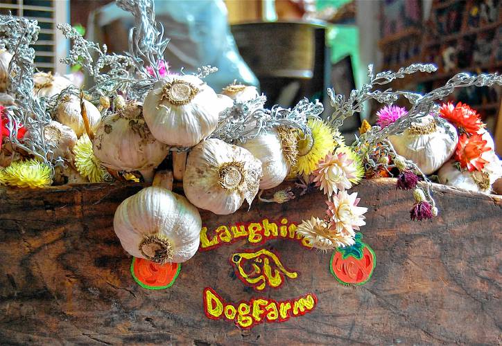 Dan Botkin of Laughing Dog Farm in Gill is regionally known not only for promoting the practice of seed-saving, but also for his gorgeous, delicious, and decorative garlic bundles.
