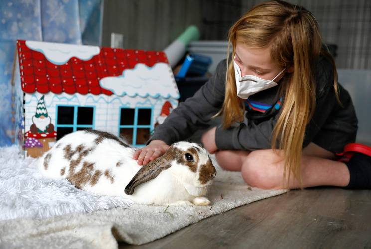 Abby Thompson, 8, meets Strudel before adopting her on a recent Saturday afternoon at the Western Mass Rabbit Rescue in Northampton.