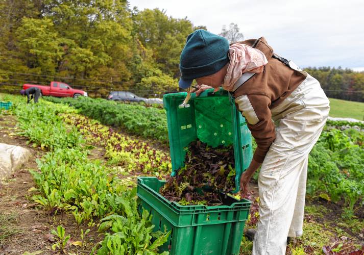 Rachel Foley, an apprentice at Natural Roots farm in Conway, harvests lettuce at Hart Farm. Hart Farm donates food to Natural Roots, which distributes it to CSA customers after the flood ruined its crops.