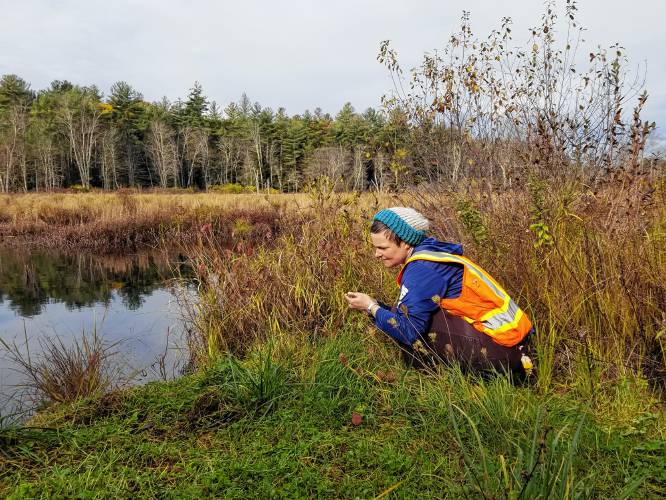 Botanist Claire Hilsinger delineates wetlands and does rare plant surveys, often advising on projects like bridge replacements and highway widening. She plans to put down roots in western Massachusetts, largely due to the beauty of the area.