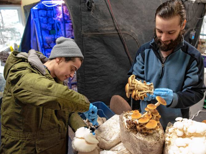 Hunter Linscott and Nick Livingston, owners of Livingston Mycology, harvest mushrooms from their business in Williamsburg.
