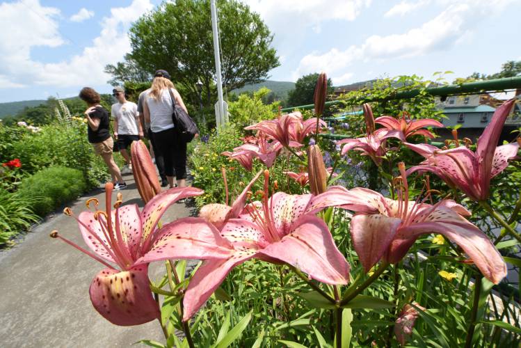 Flowers in full bloom on the Bridge of Flowers in Shelburne Falls in July 2023. Although the bridge will be closed this season for extensive repairs, community organizers have started a beautification project called the “Village of Flowers” and are hosting an information session Wednesday night to brainstorm ways to enhance the downtown and storefront area.
