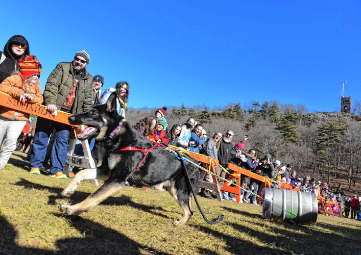 Mila competes in the K-9 Keg Pull at Beacon Field on Sunday during the 102nd annual Winter Carnival in Greenfield.