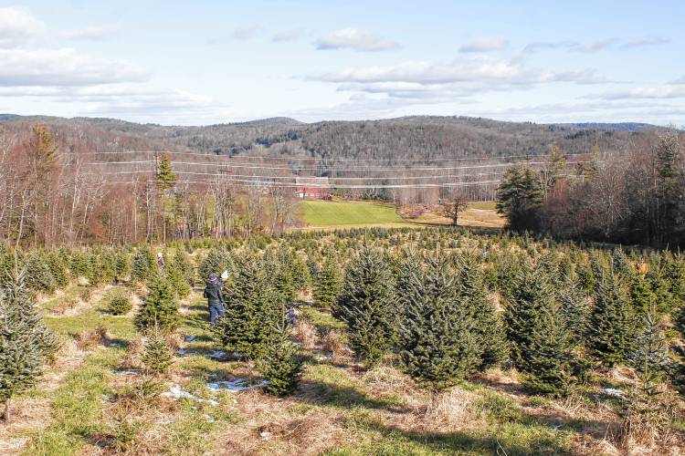 A view of one of Cranston’s Tree Farm’s Christmas tree fields in Ashfield.