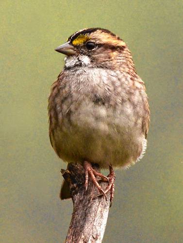I knew that photo 23,000 was just a few clicks away, so I was able to wait for something special, like this white-throated sparrow perched on the tip of a dead stick.