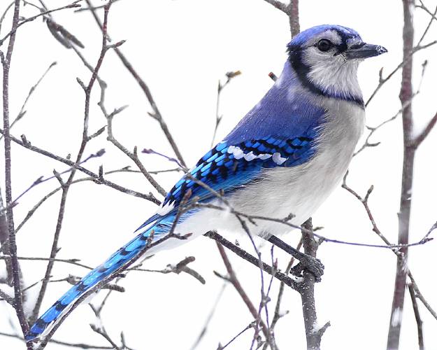 This gorgeous blue jay was courteous enough to pause and stare at me while I took its photo. The bird was out in a snowstorm, and I was in my kitchen, where it was warm, dry and comfortable.
