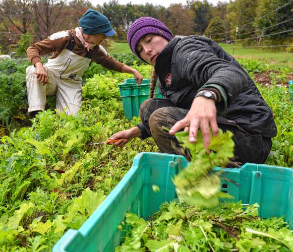 Rachel Foley and Isadora Harper, apprentices at Natural Roots farm in Conway, harvest lettuce, arugula and other greens at Hart Farm, which donates crops to Natural Roots for CSA distribution after July flooding ruined Natural Roots’ crops.