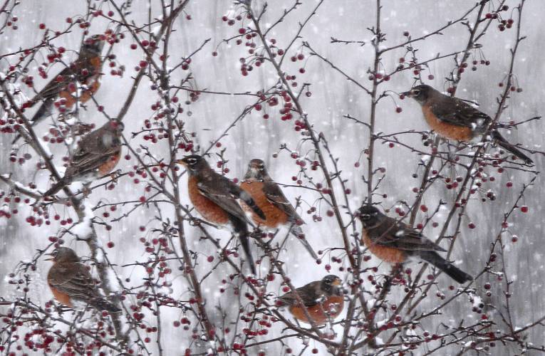 Eight hungry American robins land in a crab apple tree in the hopes of finding food. These birds were members of a flock of over 100 birds that visited my yard.