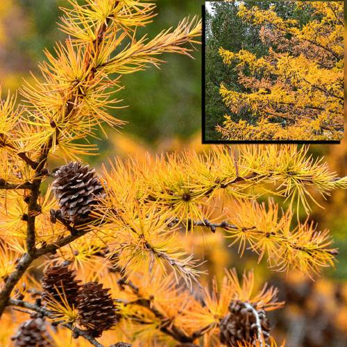 The American larch stands out from other trees at this time of year. From a distance (inset), the larch is covered with golden needles. Up close, the tree is also seen to have hundreds of small cones.