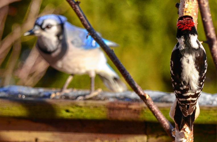 A male downy woodpecker plays peekaboo with a blue jay on my deck. Every time the jay moved, the woodpecker would move to the opposite side of the branch and then watch what the jay was doing.