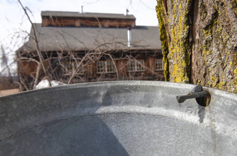 Maple sap drips into a bucket at Williams Farm Sugarhouse in Deerfield.