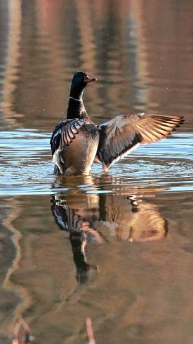 Glenn Woods of South Deerfield took this photo of a mallard duck flapping its wings on the water’s surface at the Fanny Stebbins Wildlife Refuge in Longmeadow.