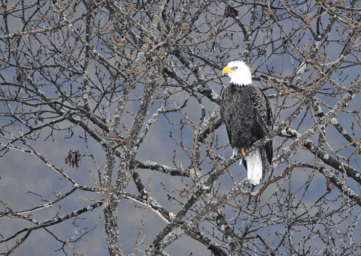 A bald eagle, perched above the East Branch of the North River in Colrain, scans the river for a possible meal.