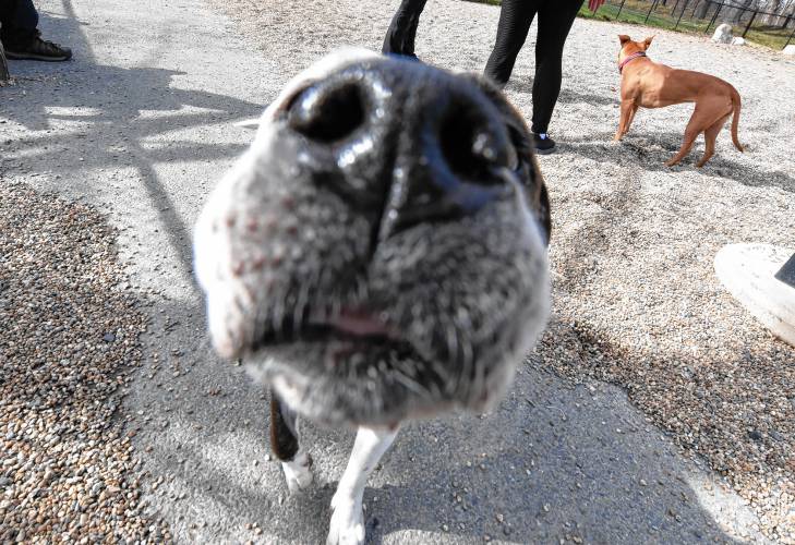 There is a dog named Dutches behind this nose, pictured at Paws Park at Green River Park in Greenfield on Friday.