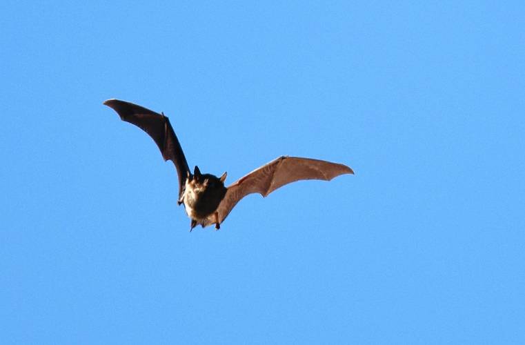 This small brown bat was photographed flying during the day in 2017 at Carondelet Park in St. Louis.