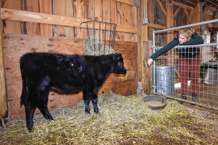 Hawlemont Regional School Principal Amber Tulloch makes friends with the newest addition to the agriculture program, a 6-month-old Kerry heifer.