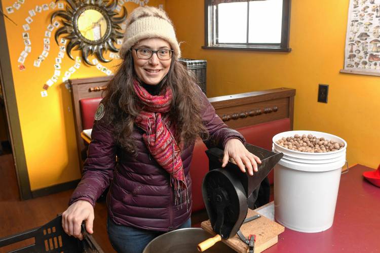 Kyra Kristof cracks yellow bud hickory nuts before pressing them for oil.